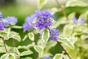 Caryopteris cland. 'White Surprise'  - 3 Ltr pot - image 3