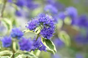 Caryopteris cland. 'White Surprise'  - 3 Ltr pot - image 5
