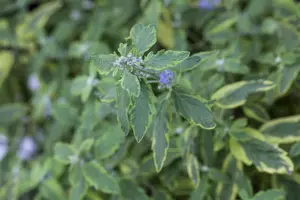 Caryopteris cland. 'White Surprise' 