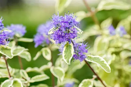Caryopteris cland. 'White Surprise'  - 30-40 CM C3.5 - image 3
