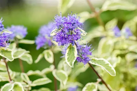 Caryopteris cland. 'White Surprise'  - 30-40 CM C3 - image 3
