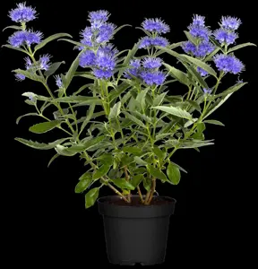 Caryopteris clandonensis