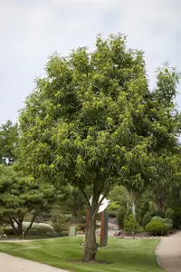 Castanea sativa - 7L pot/2 yr bush - image 2