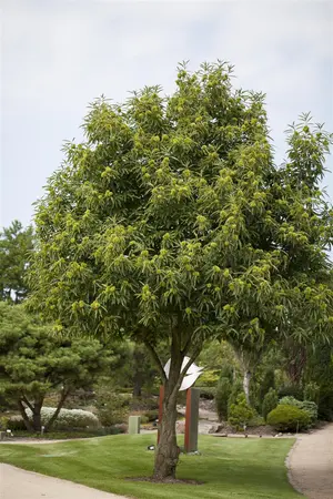Castanea sativa - 100-125 CM C7.5 - image 2