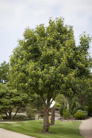 Castanea sativa - 2 Ltr pot - image 2