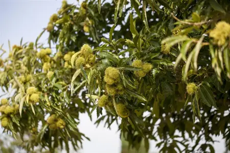 Castanea sativa - 7L pot/2 yr bush - image 3