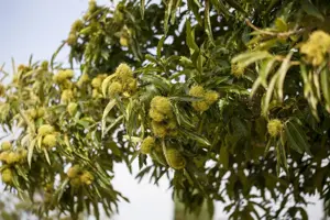 Castanea sativa - 7L pot/2 yr bush - image 3