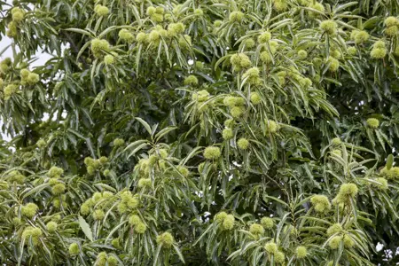 Castanea sativa - 7L pot/2 yr bush - image 4