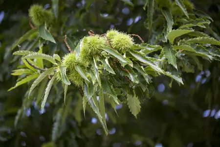 Castanea sativa - 40-60 CM C2 - image 1