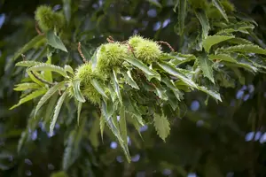 Castanea sativa