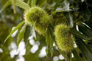 Castanea sativa - 40-60 CM C2 - image 5