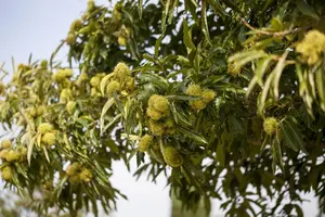 Castanea sativa - 100-125 CM C7.5 - image 3