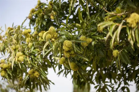 Castanea sativa - 175-200 CM C7.5 WHIP - image 3