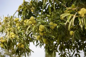Castanea sativa - 175-200 CM C7.5 WHIP - image 3