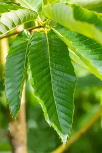 Castanea sativa 'Bouche de Betizac' - 1/2 STDS C18 - image 2