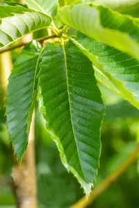 Castanea sativa 'Bouche de Betizac' - STDS 4-6 CM C10 - image 2