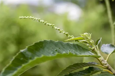 Castanea sativa 'Bouche de Betizac' - 1/2 STDS C18 - image 1