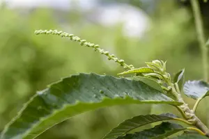 Castanea sativa 'Bouche de Betizac' - STDS 6-8 CM CONT - image 1