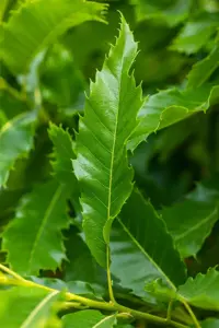 Castanea sativa 'Lyon' - STEM 225 CM, GIRTH 12-14 CM C35 - image 3