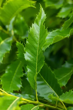 Castanea sativa 'Lyon' - STEM 225 CM, GIRTH 14-16 CM RB - image 1