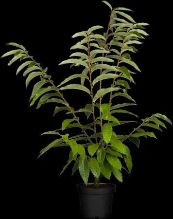 Castanea sativa 'Lyon' - STEM 225 CM, GIRTH 12-14 CM C35 - image 2