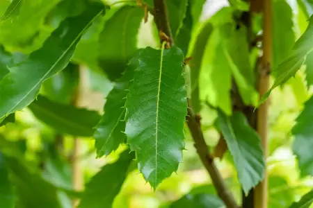 Castanea sativa 'Lyon' - STEM 225 CM, GIRTH 12-14 CM RB - image 5