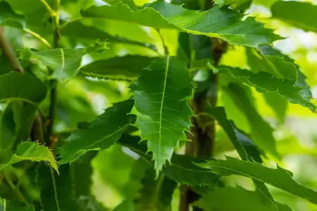 Castanea sativa 'Lyon' - STEM 225 CM, GIRTH 12-14 CM C35 - image 4