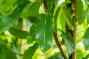 Castanea sativa 'Lyon' - STEM 225 CM, GIRTH 12-14 CM C35 - image 5