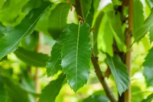 Castanea sativa 'Lyon' - STEM 200 CM, GIRTH 10-12 CM C25 - image 3
