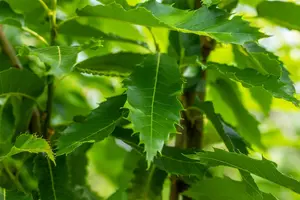Castanea sativa 'Lyon' - STEM 225 CM, GIRTH 14-16 CM RB - image 2