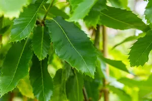 Castanea sativa 'Lyon' - STEM 225 CM, GIRTH 14-16 CM RB - image 4