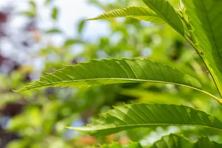 Castanea sativa 'Lyon' - STEM 225 CM, GIRTH 14-16 CM RB - image 5