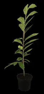 Castanea sativa 'Lyon' - STEM 225 CM, GIRTH 12-14 CM RB - image 1