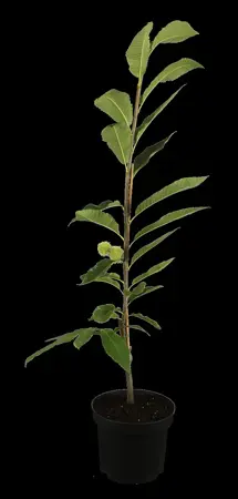 Castanea sativa 'Lyon' - STEM 225 CM, GIRTH 12-14 CM C35 - image 1