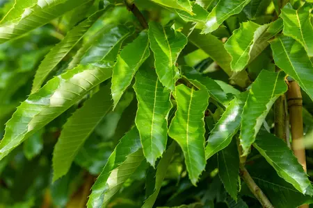 Castanea sativa 'Marigoule' - 175-200 CM C10 - image 2
