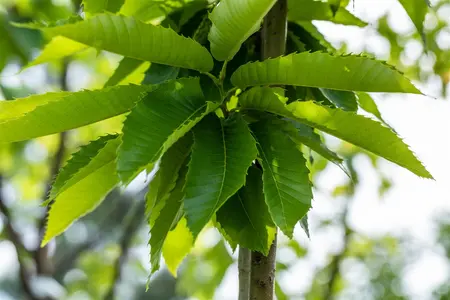 Castanea sativa 'Marigoule' - 175-200 CM C10 - image 3