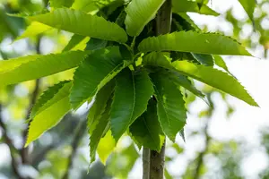 Castanea sativa 'Marigoule' - 175-200 CM C10 - image 3