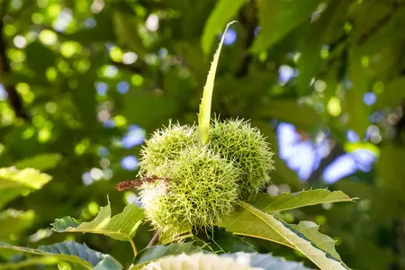 Castanea sativa 'Marigoule' - 175-200 CM C10 - image 1