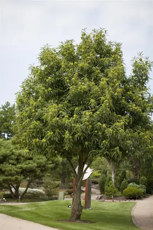 Castanea sativa ' Marrone di Cuneo' - 150-175 CM BR WHIP - image 2