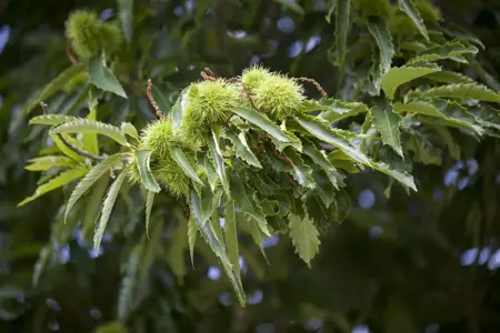 Castanea sativa 'Marrone di Marradi' - 125-150 CM C12 WHIP - image 1