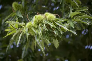 Castanea sativa 'Marrone di Marradi'