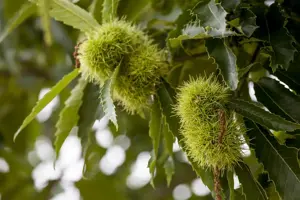 Castanea sativa 'Marrone di Marradi' - 125-150 CM C12 WHIP - image 5