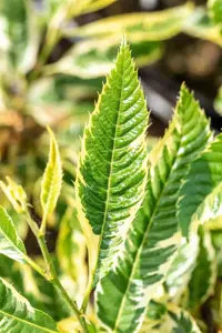 Castanea sativa 'Variegata' - 1/2 STDS C10 - image 5