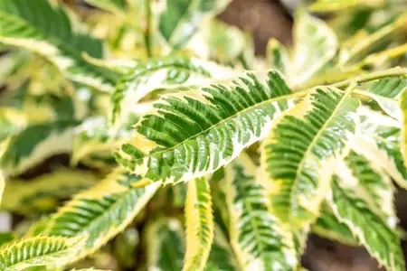 Castanea sativa 'Variegata' - 1/2 STDS C10 - image 3