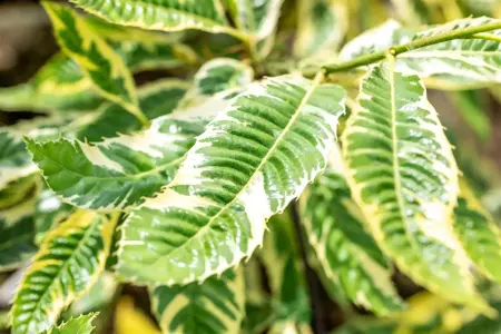 Castanea sativa 'Variegata' - 1/2 STDS C12 - image 2