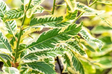 Castanea sativa 'Variegata' - 1/2 STDS C12 - image 4