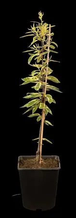 Castanea sativa 'Variegata' - 1/2 STDS C10 - image 1