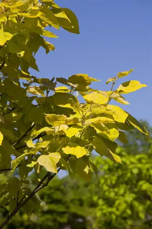 Catalpa bignonioides - 40-60 CM C1 - image 5