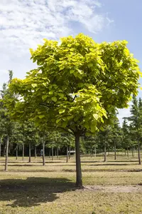 Catalpa bignonioides - MULTISTEM 200-250 CM C35 - image 4