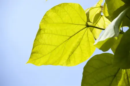 Catalpa bignonioides - 40-60 CM C1 - image 3